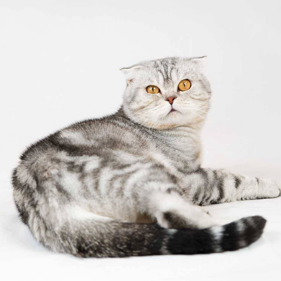 The British Shorthair_ A Complete Guide to This Beloved Cat Breed