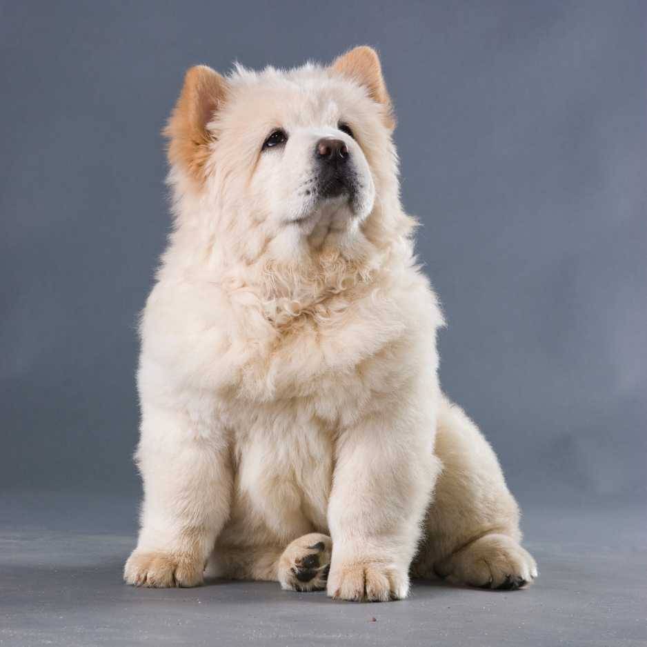 The Chow Chow Dog_ A Comprehensive Guide