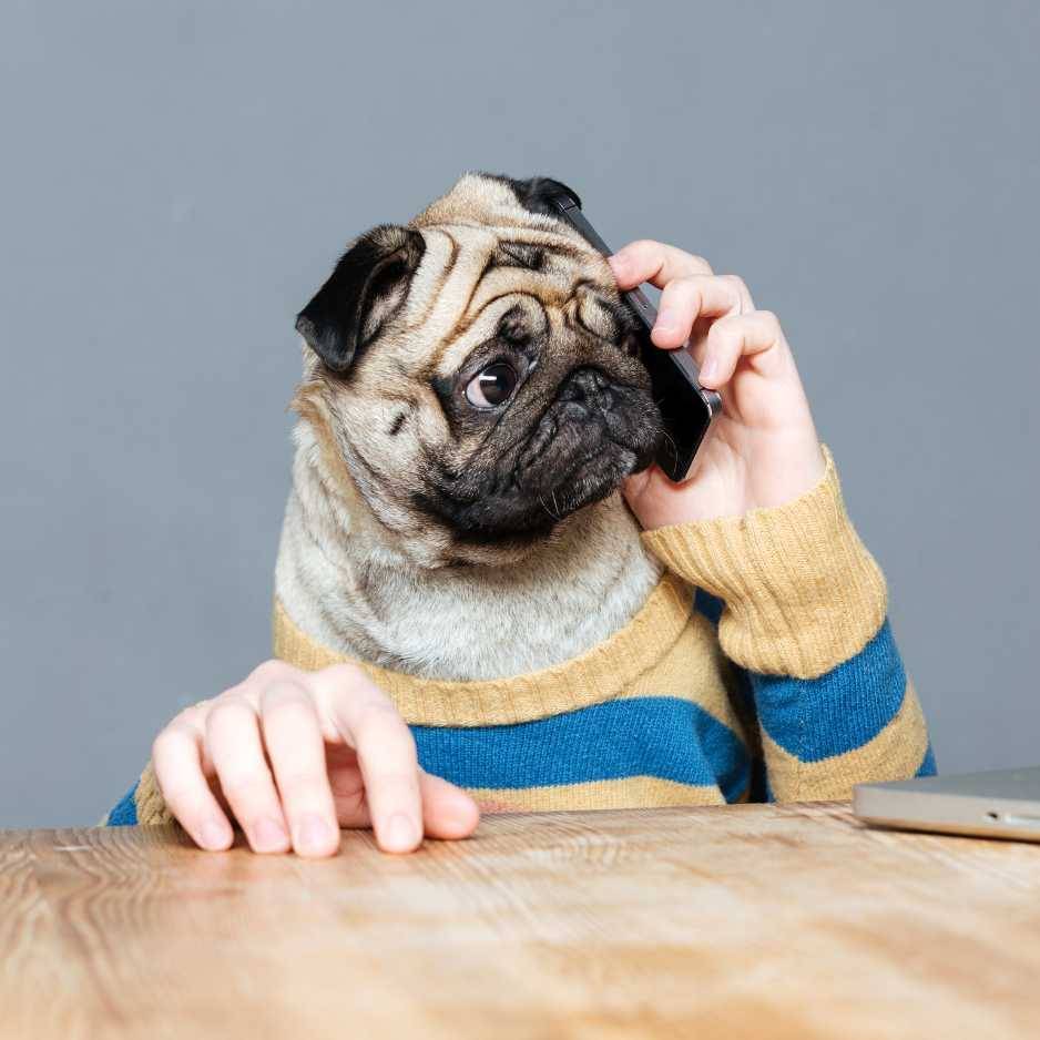 The Cost of Owning a Pug in India