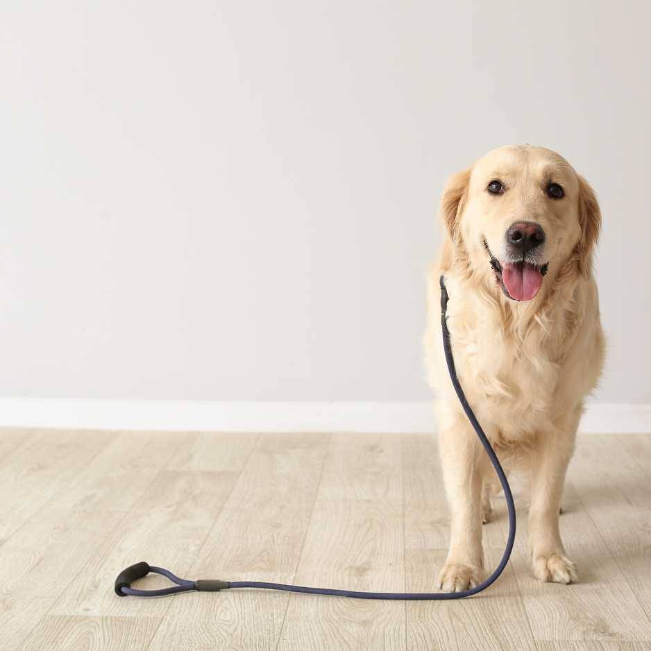 Things You Should Know Before Getting a Dog Leash