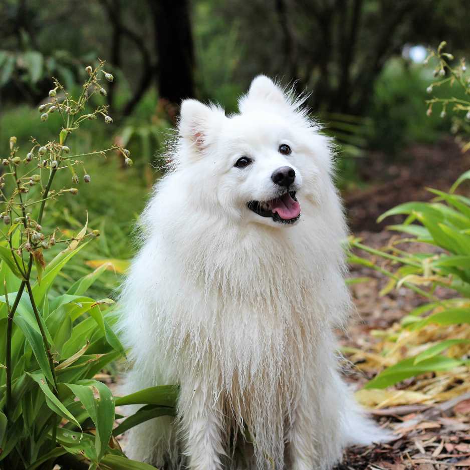 Thinking About Getting an Indian Spitz_ Here's Everything You Need to Know!