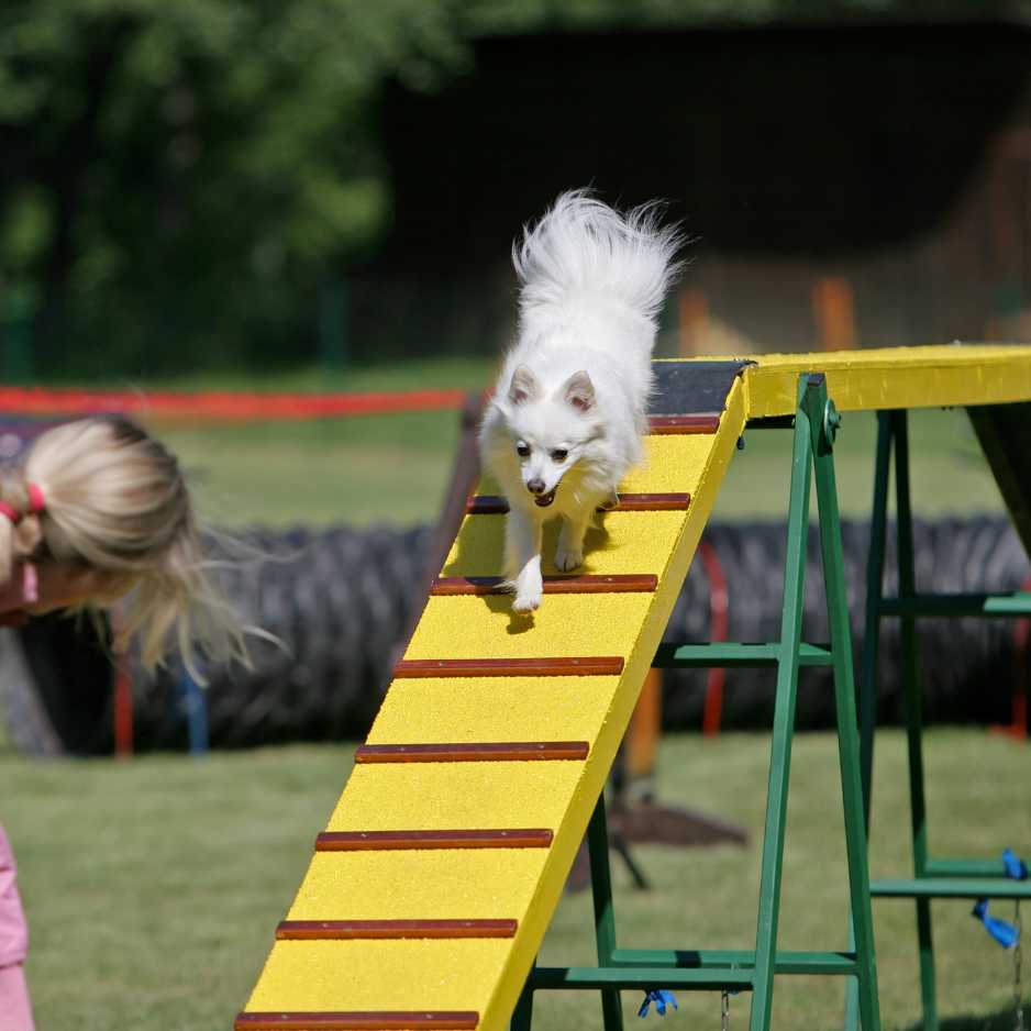 Training Your Indian Spitz