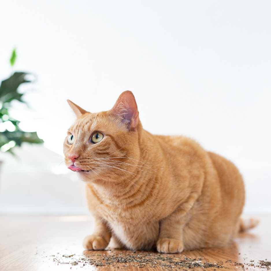 Uses of Catnip for Cats