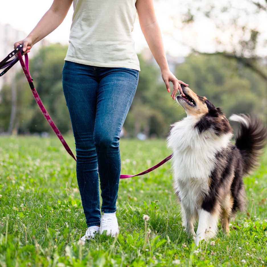 What is a Dog Leash