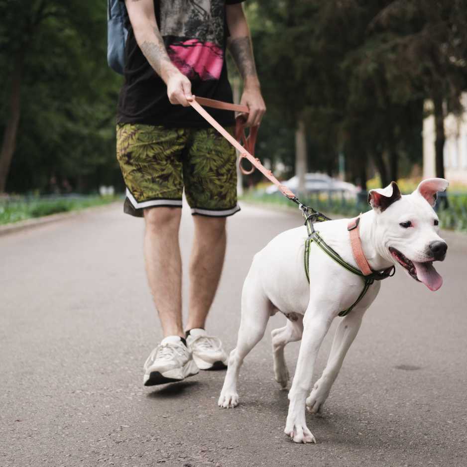 Why Should You Use a Dog Leash