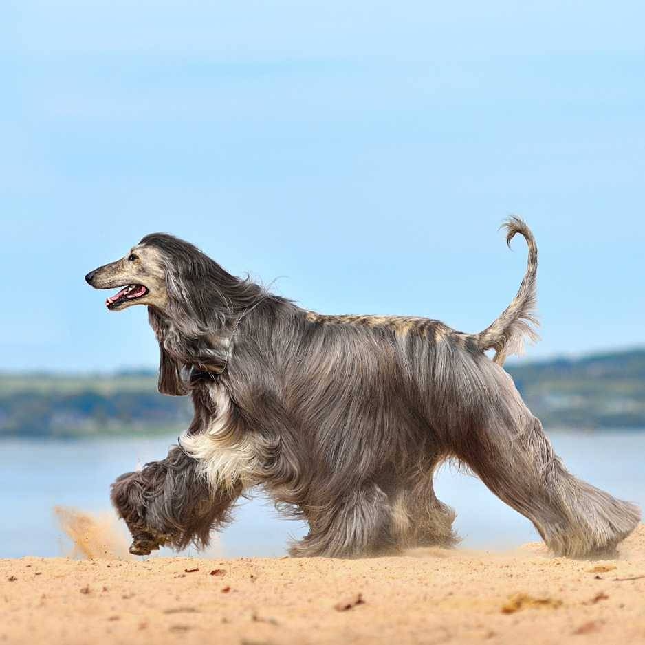 Afghan Hound