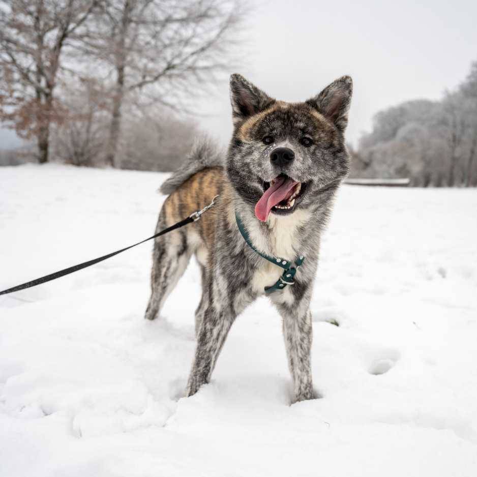 Akita Inu