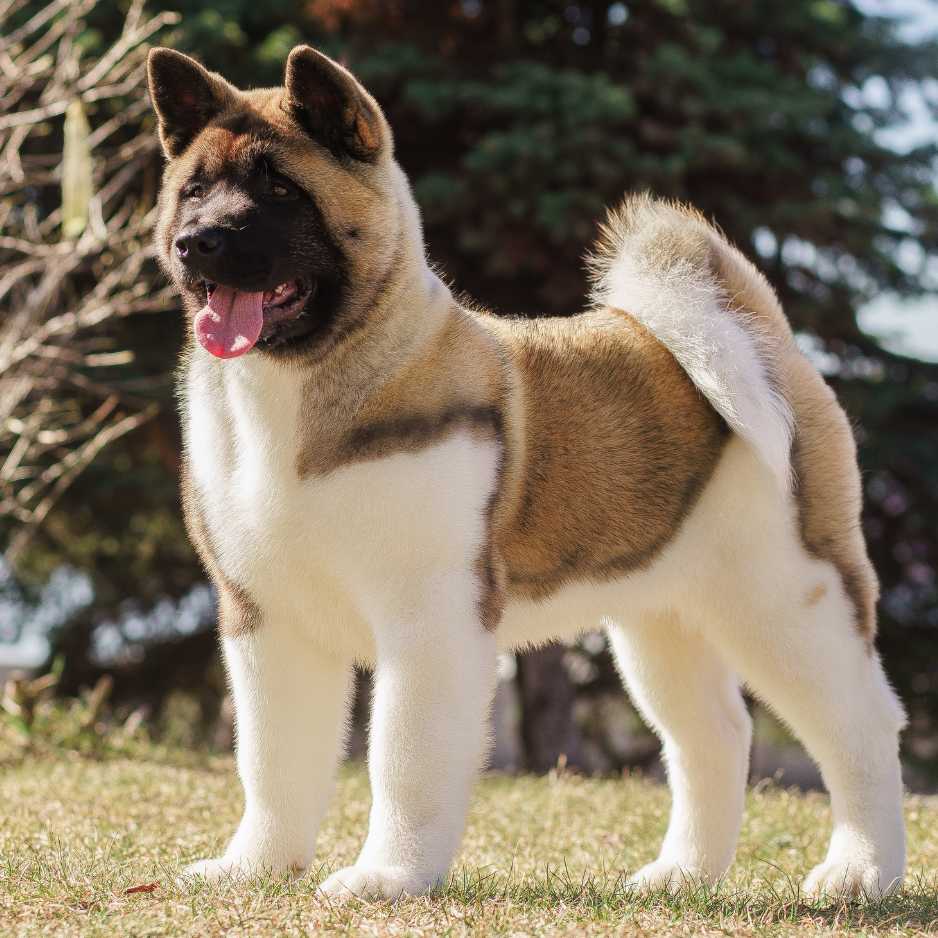 Akita