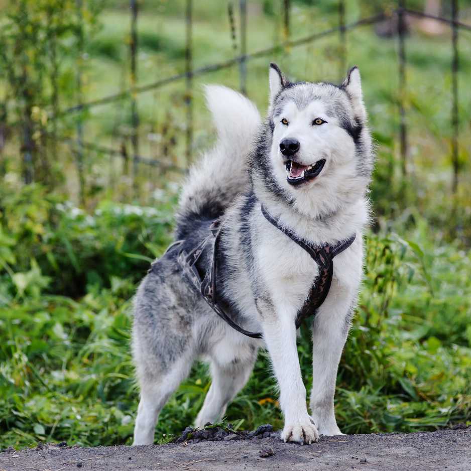 Alaskan Malamute