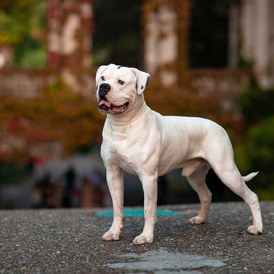 American Bulldog