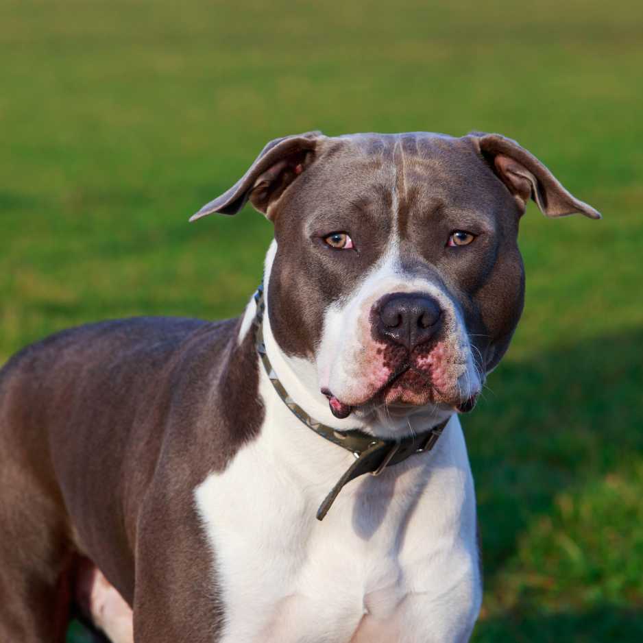 American Staffordshire Terrier