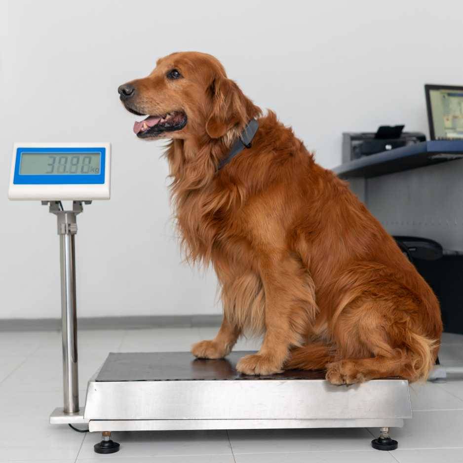 Assessing Your Dog's Weight