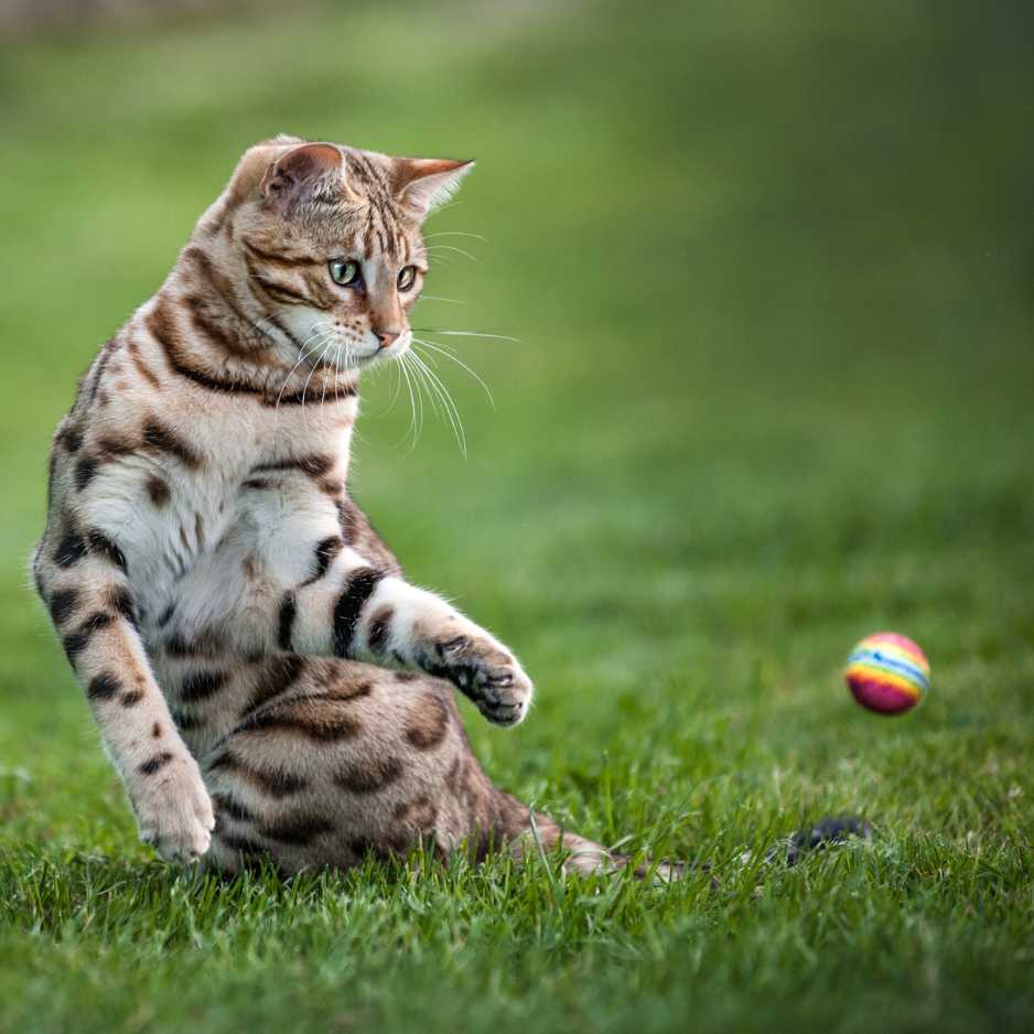 Bengal Cat Personality