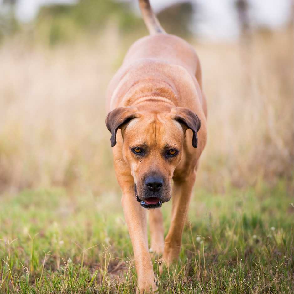 Boerboel