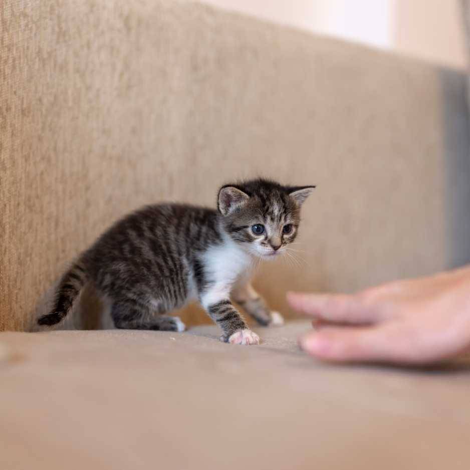 Building a Bond with Your Kitten