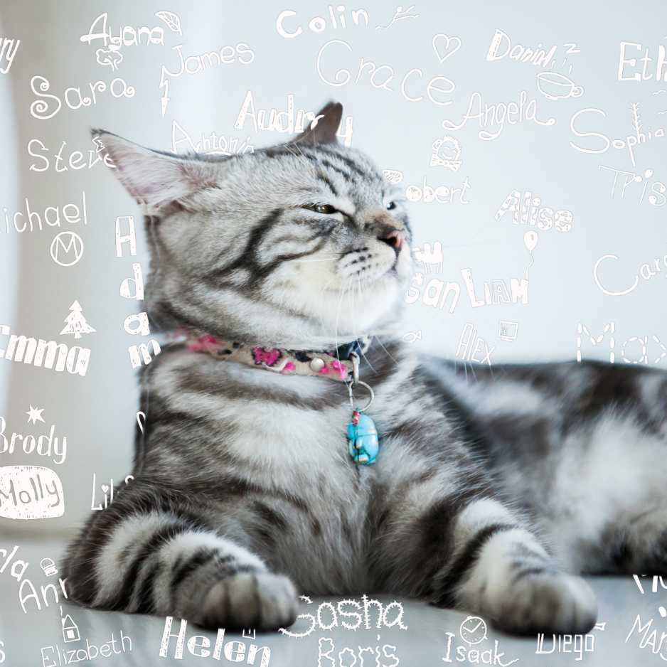 Cat Names for Medium Breeds