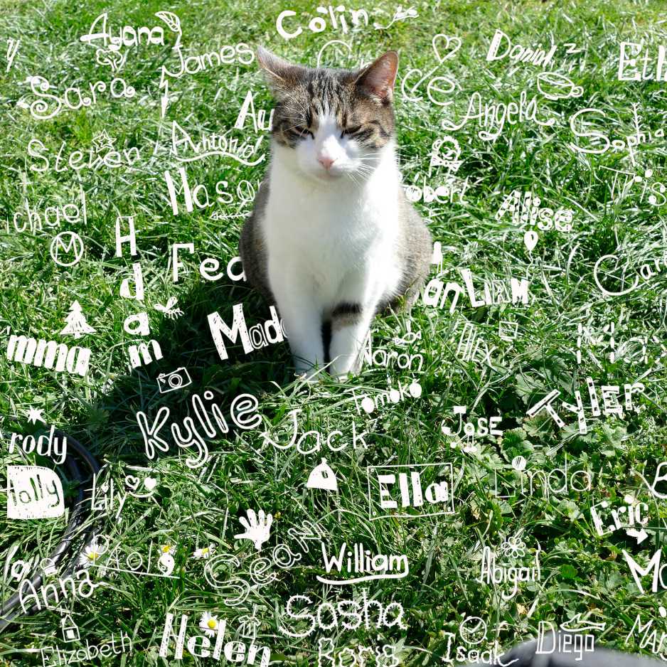 Cat Names for Small Breeds