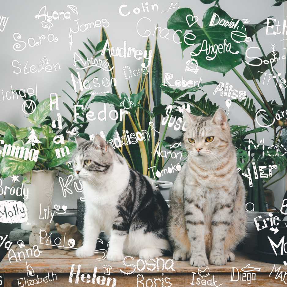 Cat Names