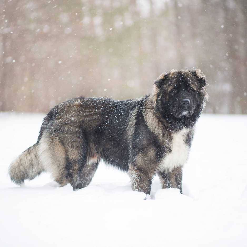 Caucasian Shepherd Dog