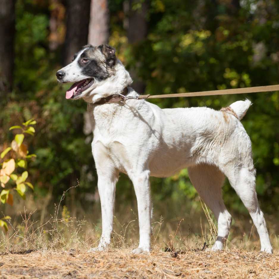 Central Asian Shepherd Dog