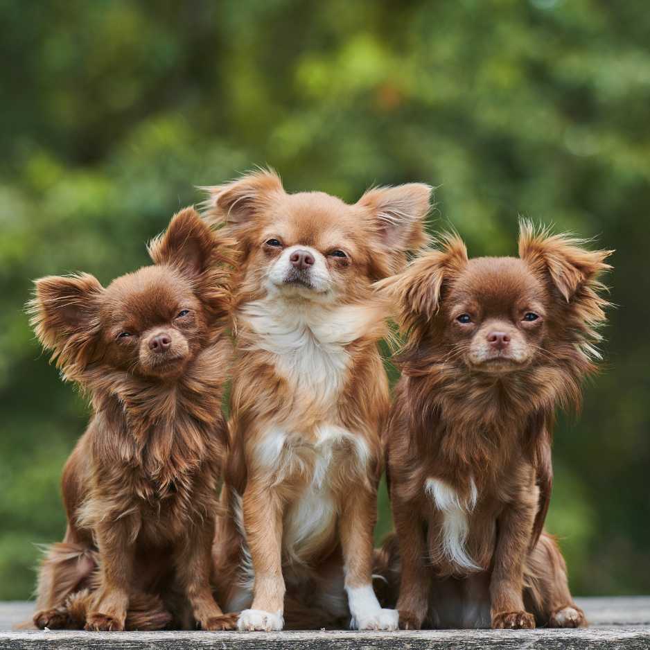 Chihuahua Dog Cost and Availability in India