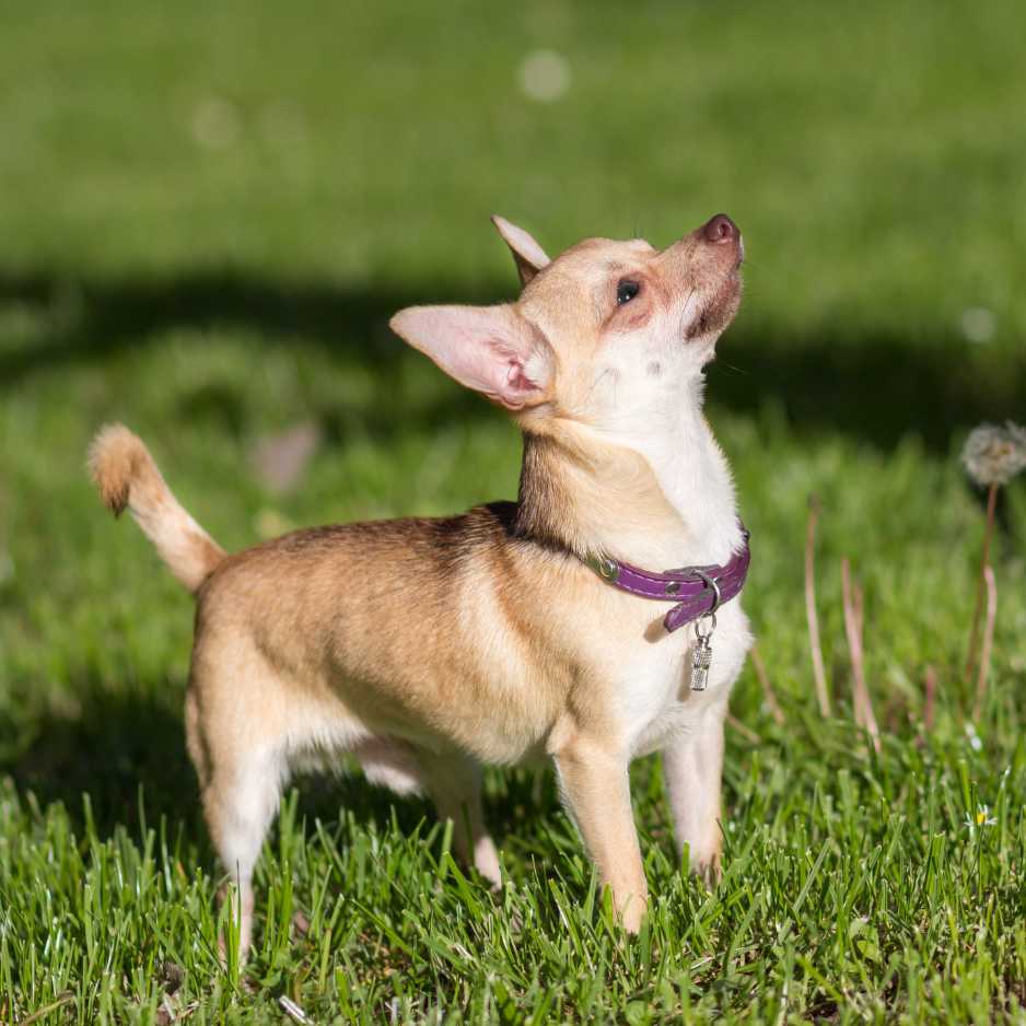 Chihuahua Dog Physical Characteristics