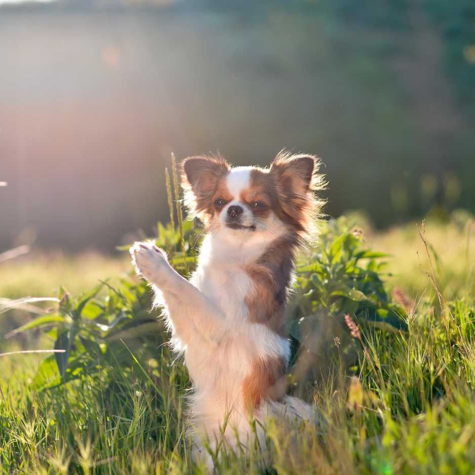 Chihuahua Personality and Behavior