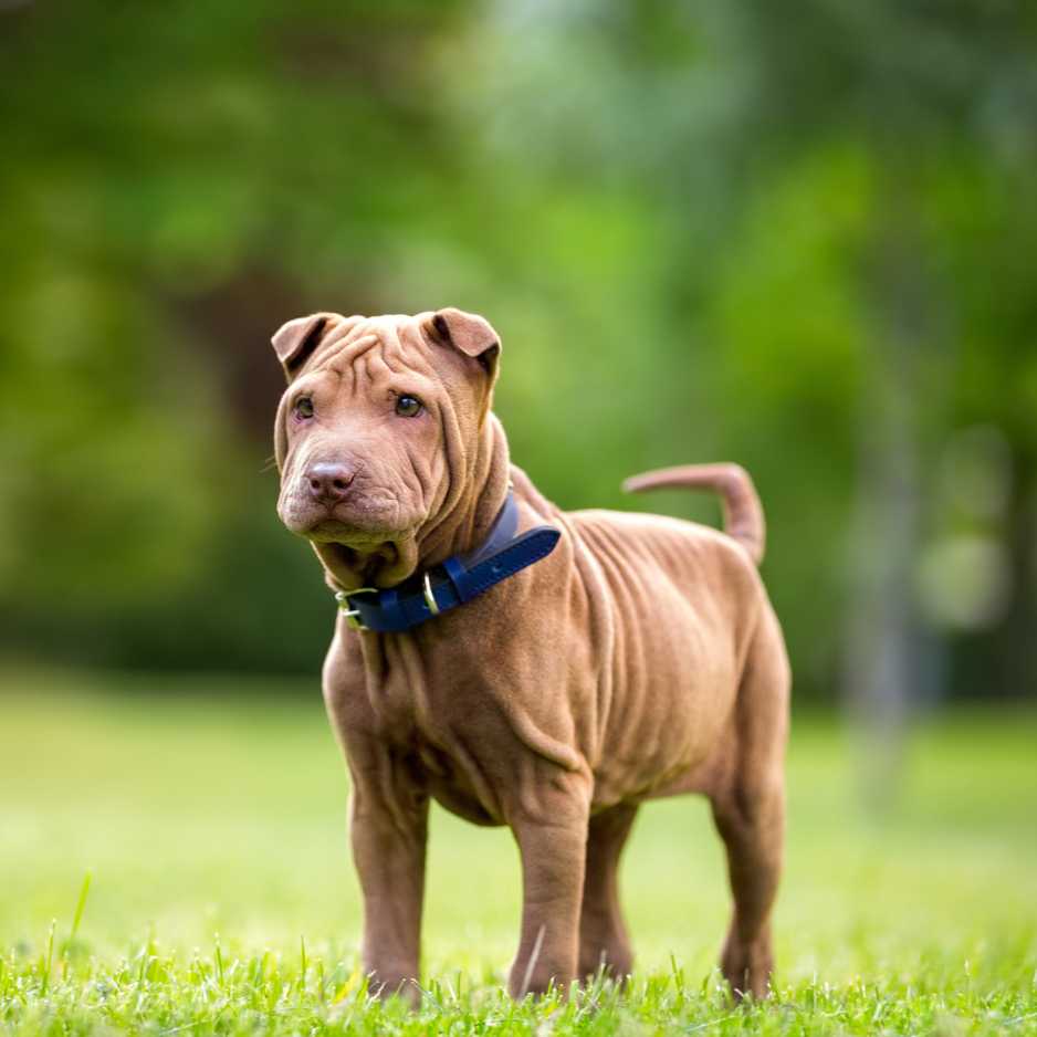 Chinese Shar-Pei