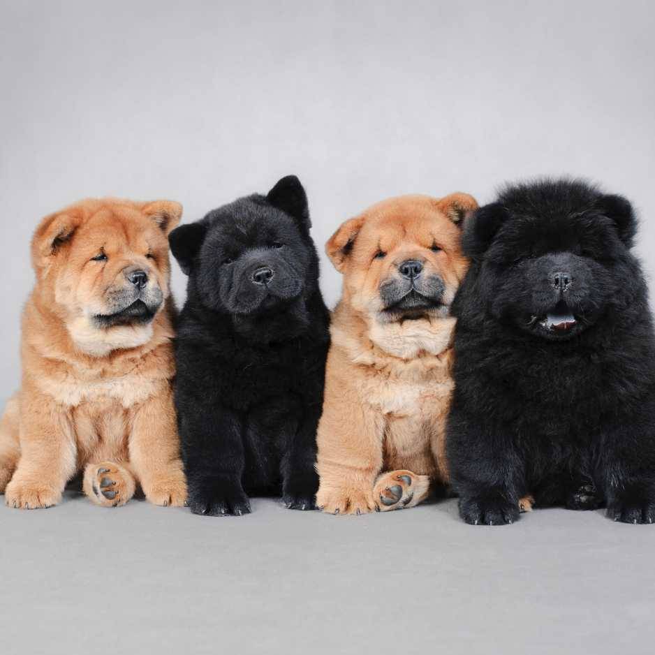 Chow Chow