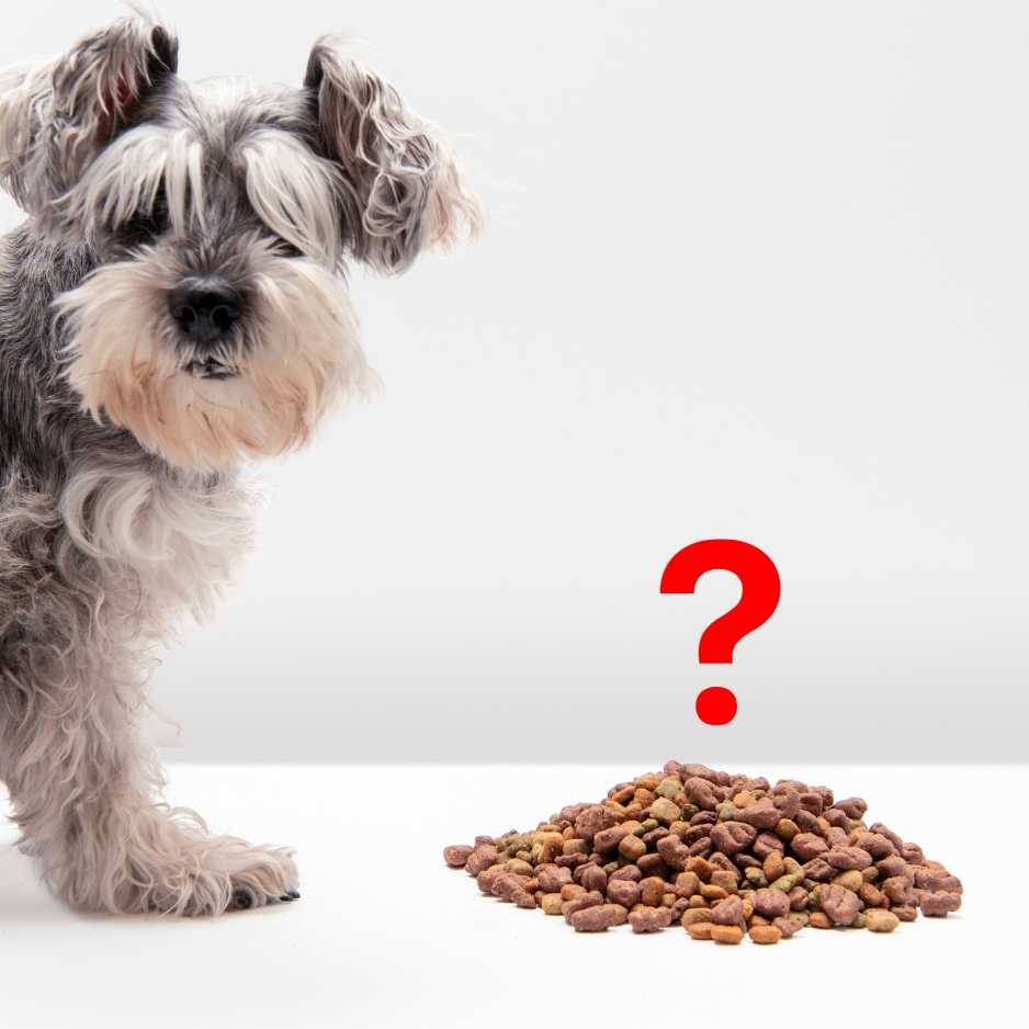 Common Harmful Ingredients in Dog Food