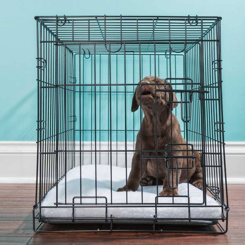 Crate Training and Housebreaking Your Dog