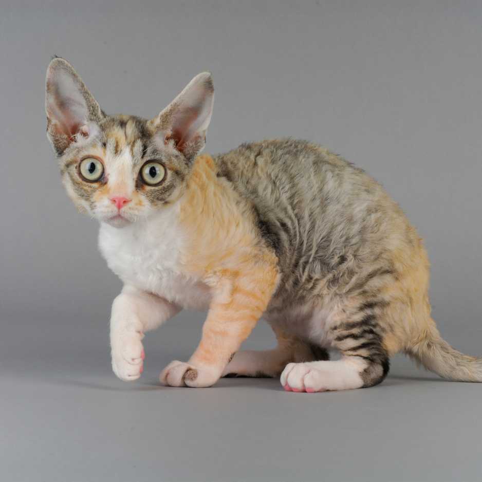 Devon Rex