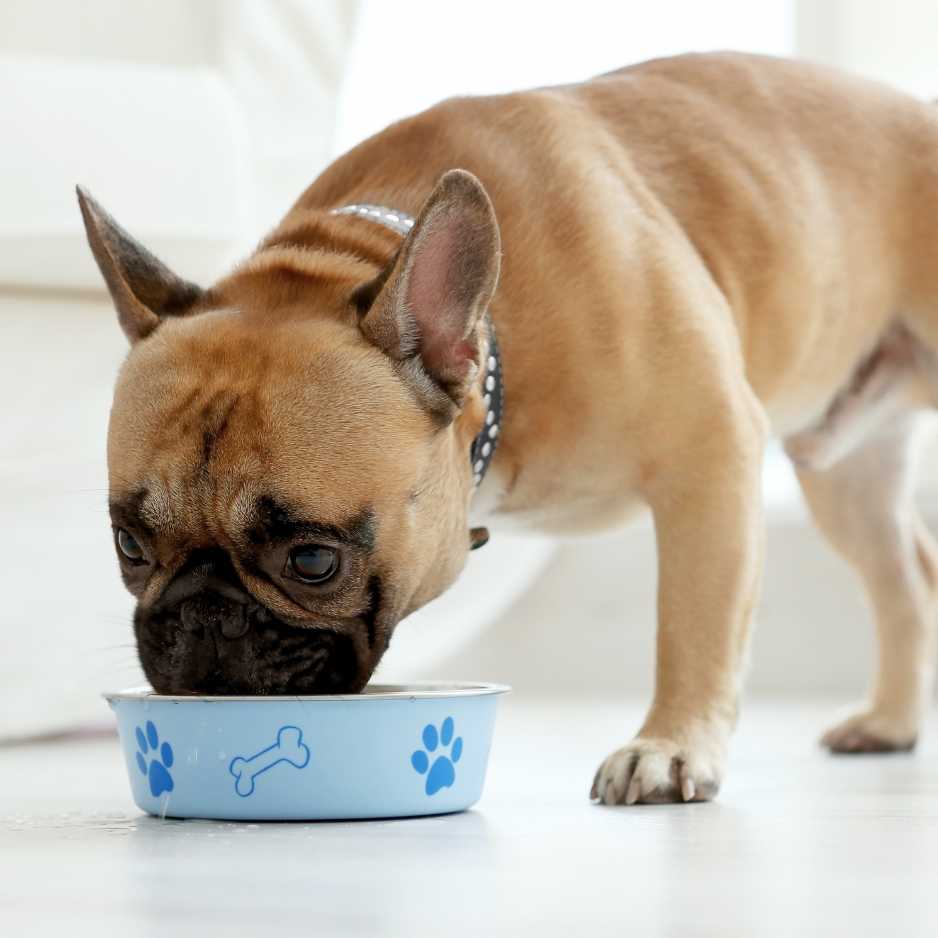 Diet and Nutrition for Bulldogs