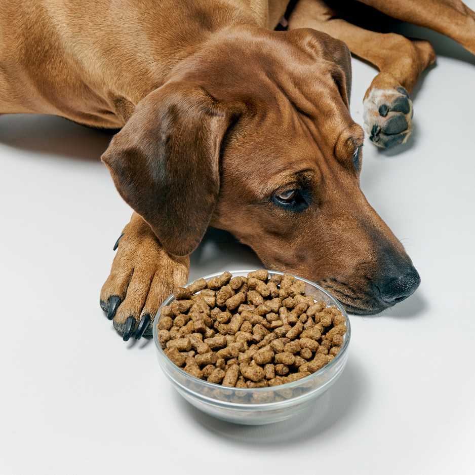 Dog Food That Is Slowly Killing Your Dog