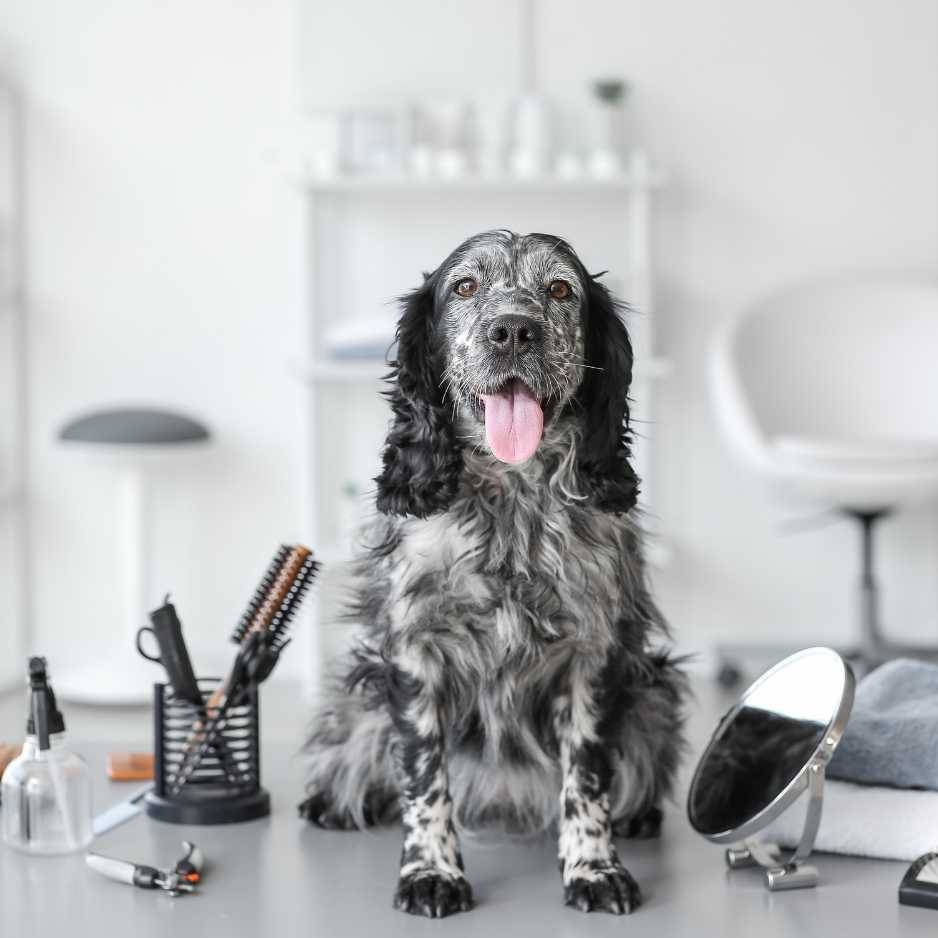 Dog Grooming and Hygiene