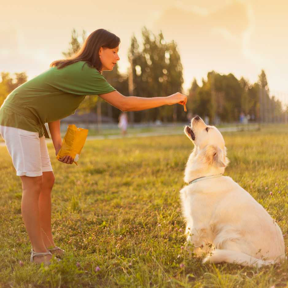 Dog Training and Behavior