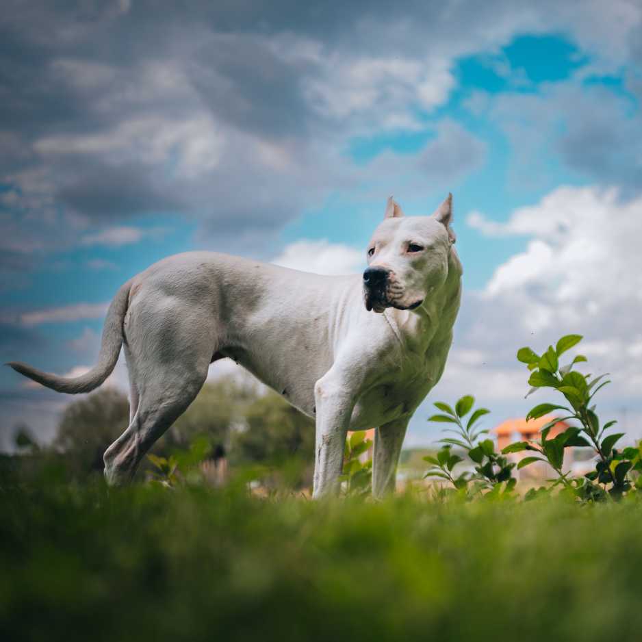 Dogo Argentino