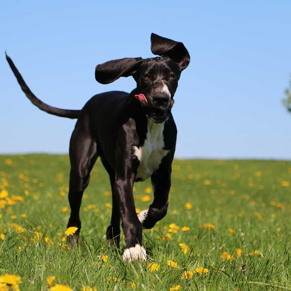 Exercise Requirements for Great Danes