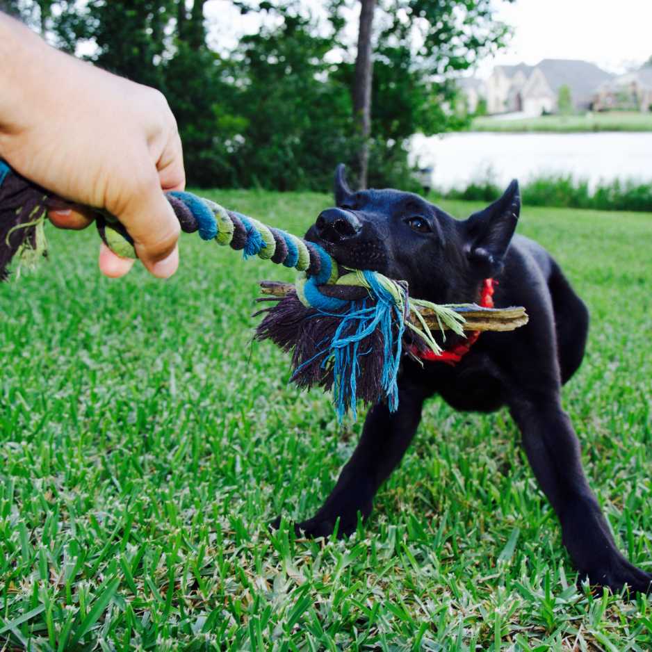 Puppy Exercise and Playtime