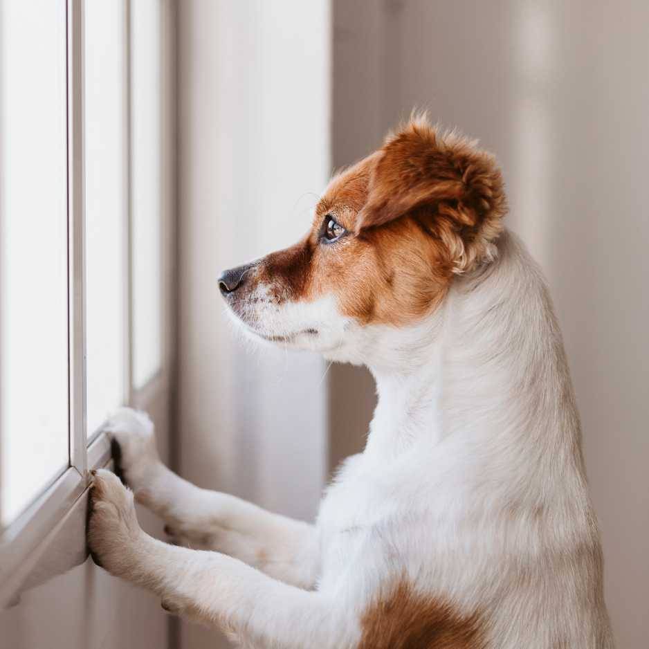 Factors to Consider When Owning a Dog in an Apartment