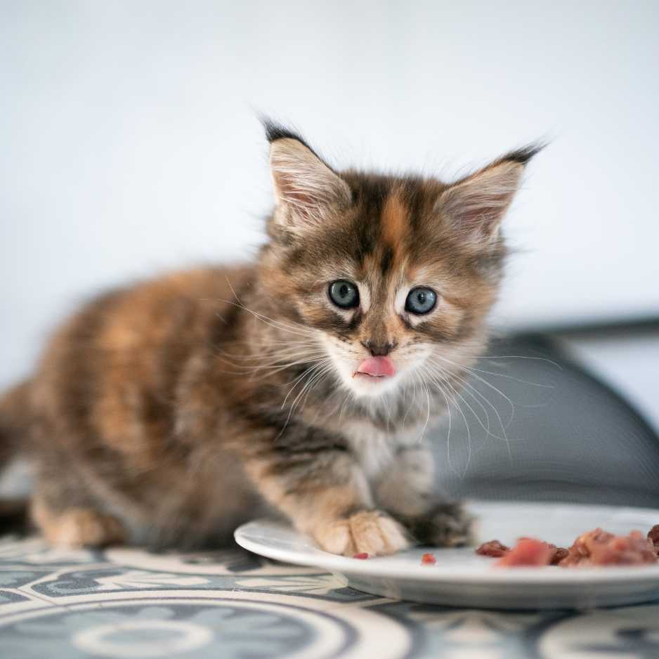 Feeding Your Kitten