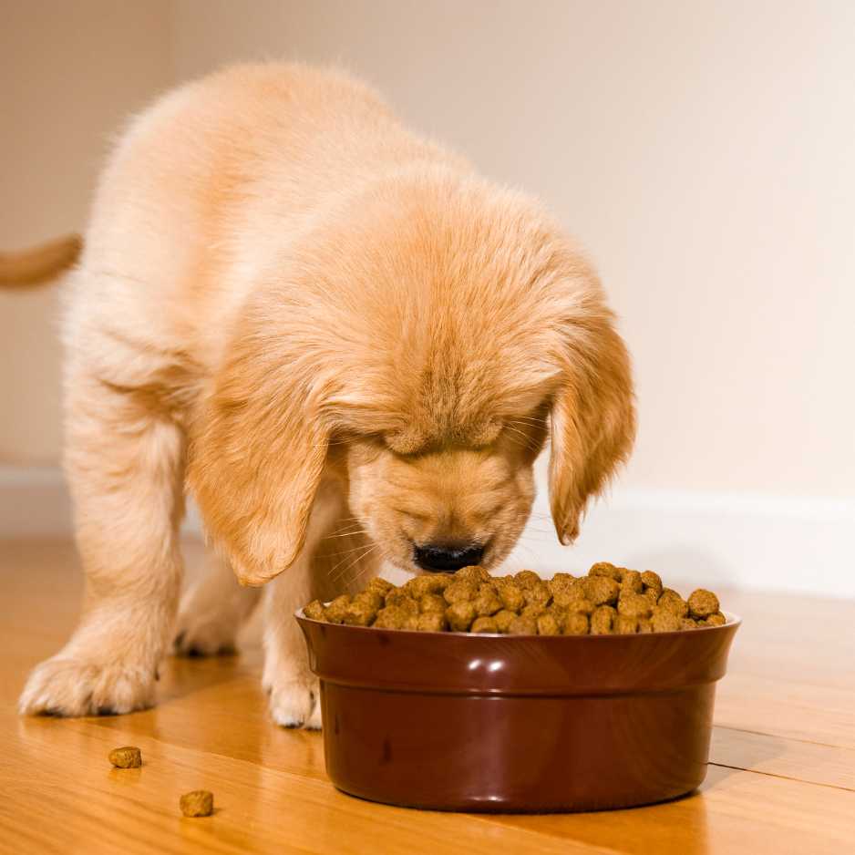 Feeding Your Puppy