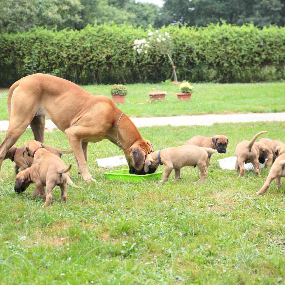 Feeding and Nutrition for Great Danes