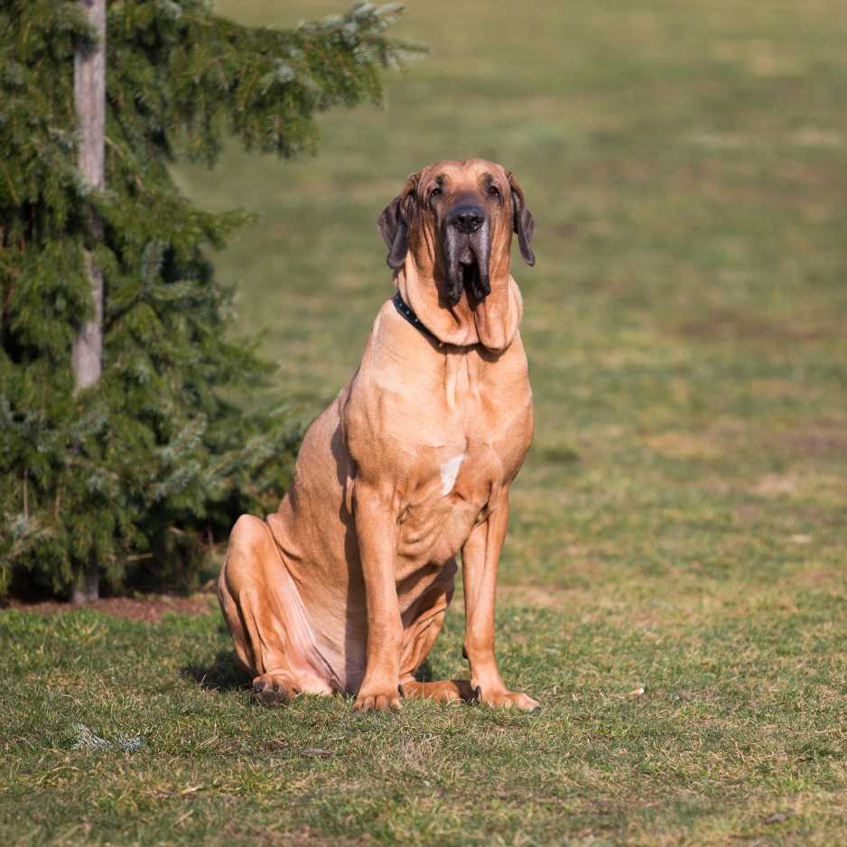 Fila Brasileiro