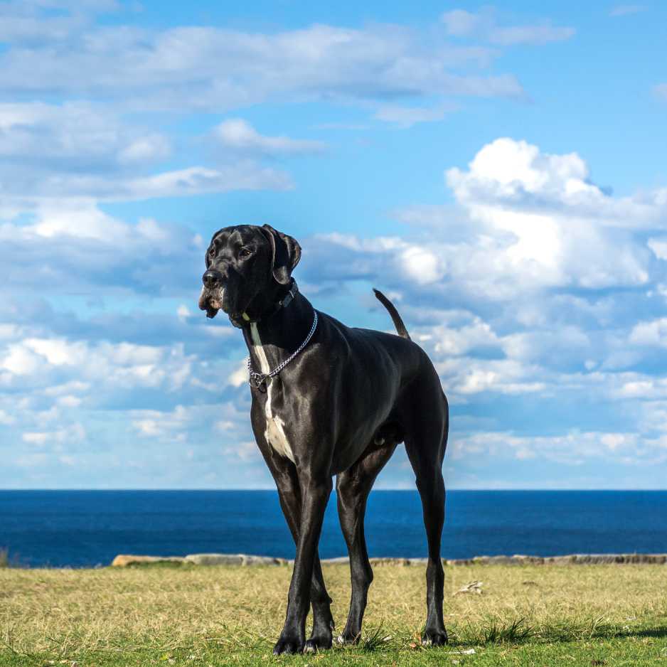 Great Dane Breed Information