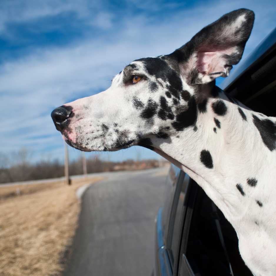 Grooming and Care for Great Danes