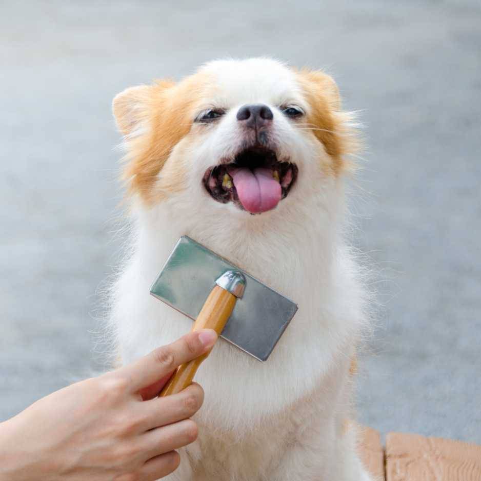 Puppy Grooming and Hygiene