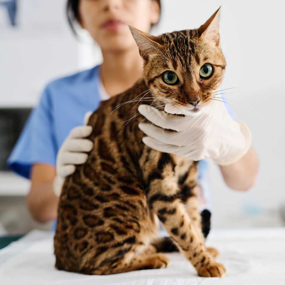 Health Issues Common in Bengal Cats