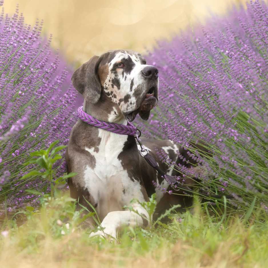 Health and Common Issues in Great Danes