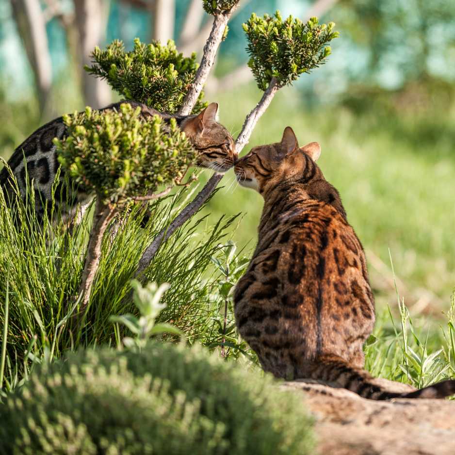 History of the Bengal Cat